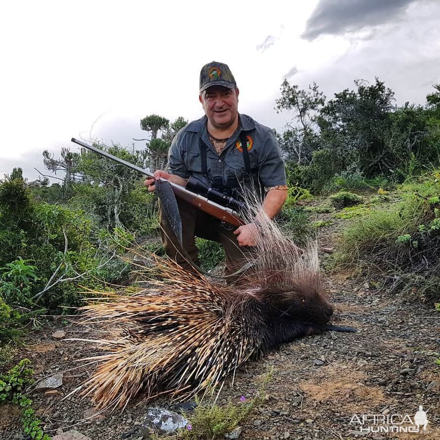 South Africa Hunting African Porcupine