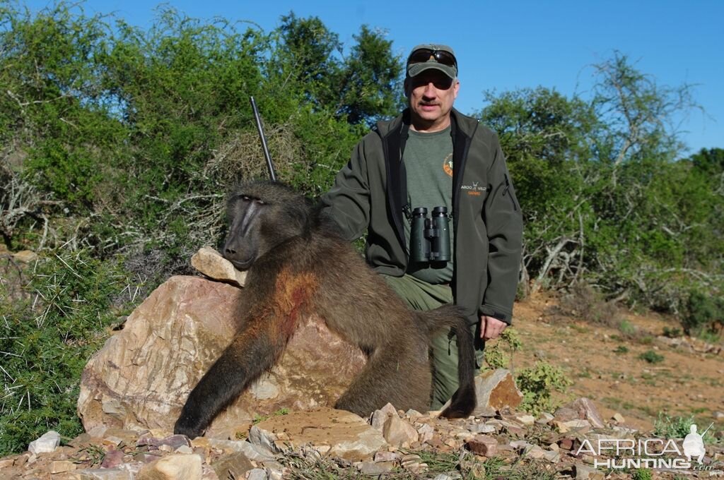 South Africa Hunting Baboon