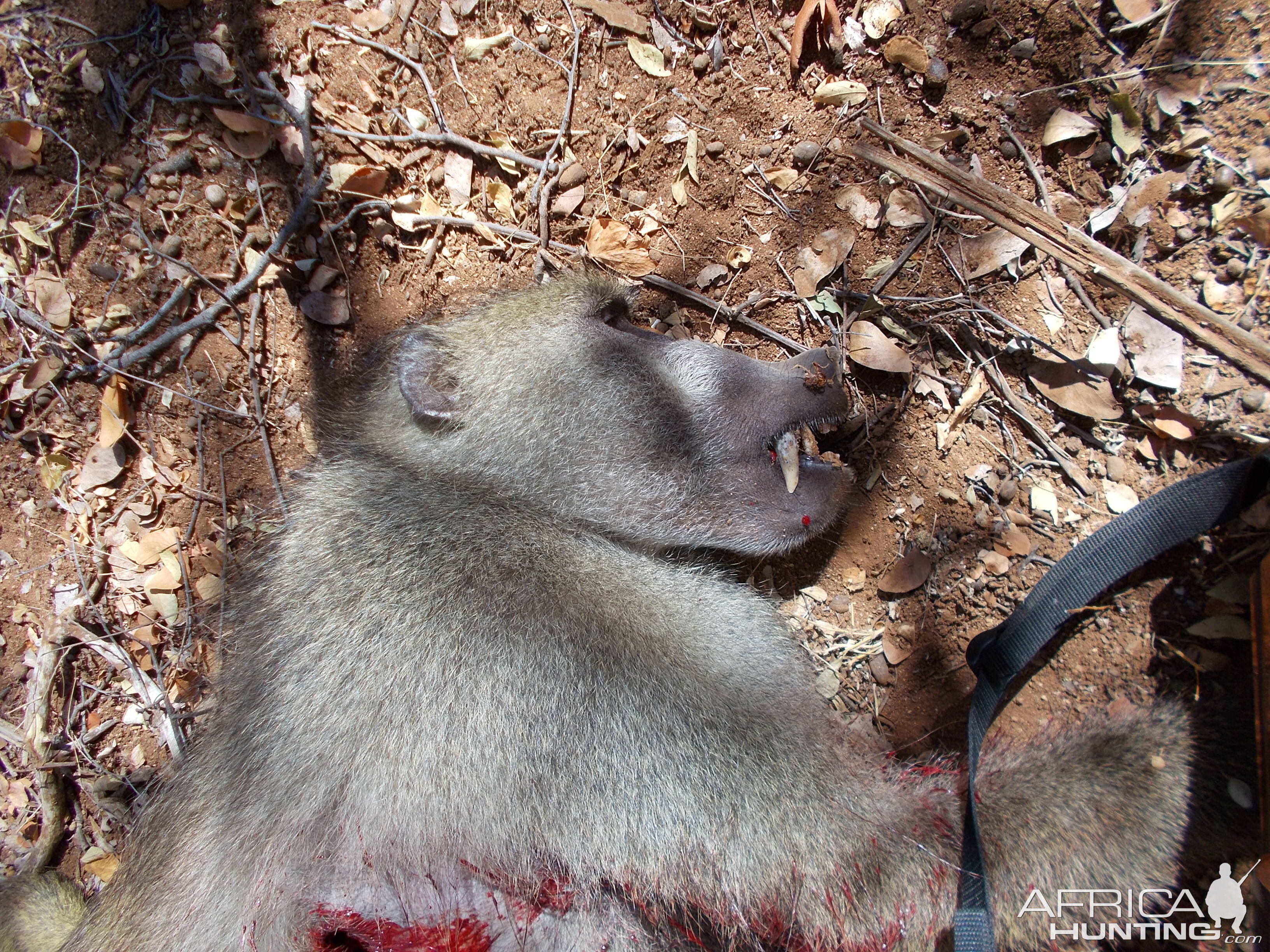 South Africa Hunting Baboon
