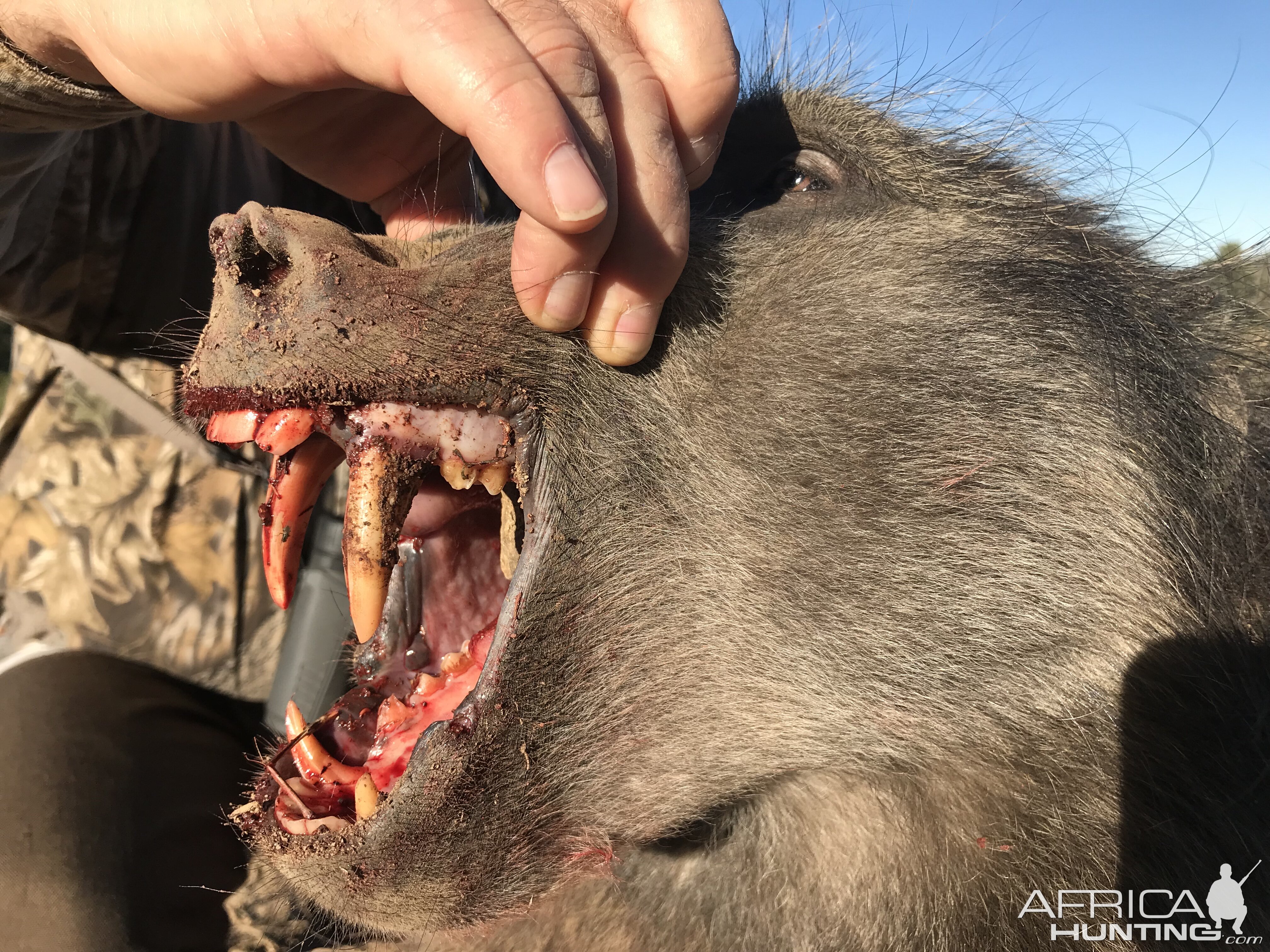 South Africa Hunting Baboon