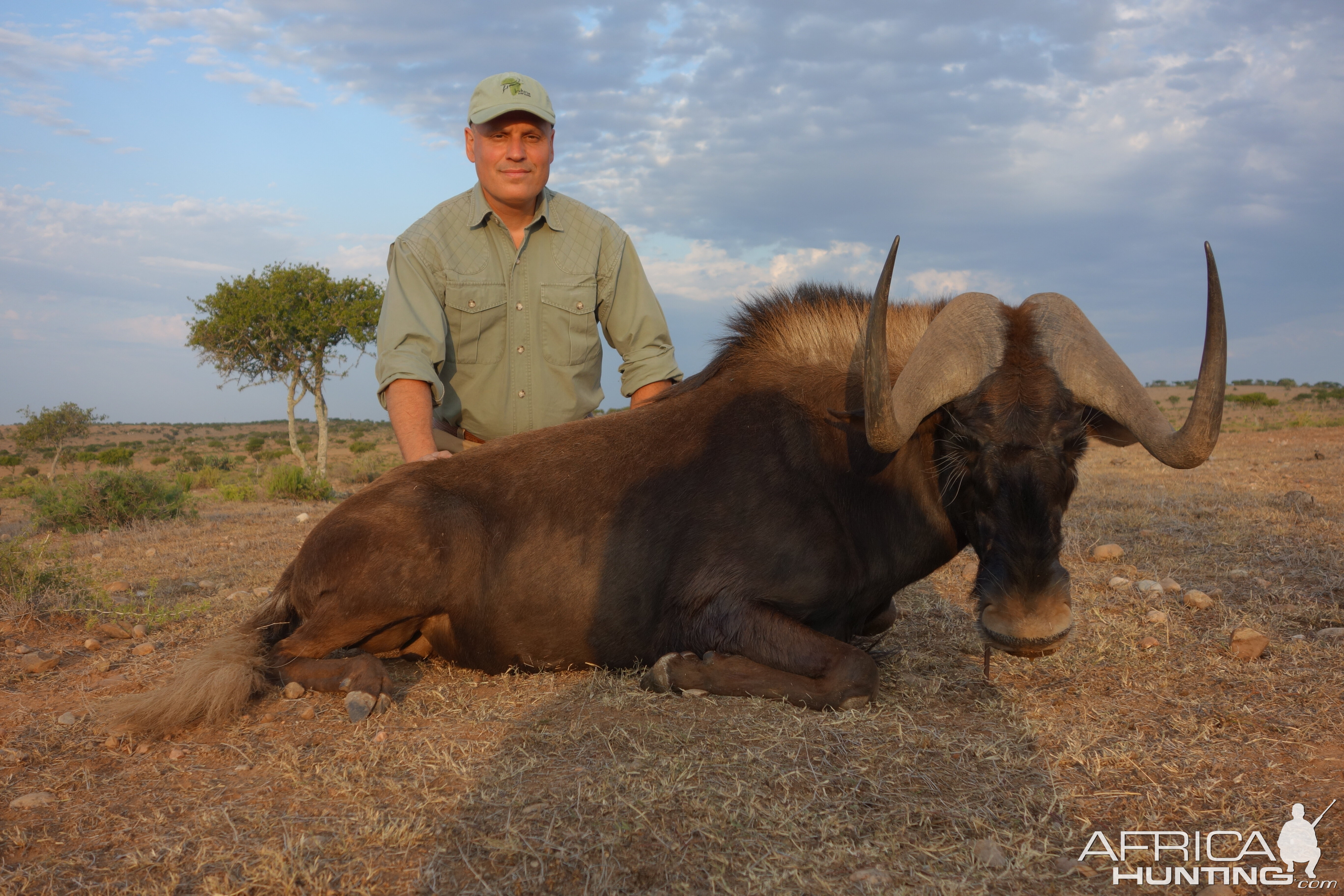 South Africa Hunting Black WIldebeest