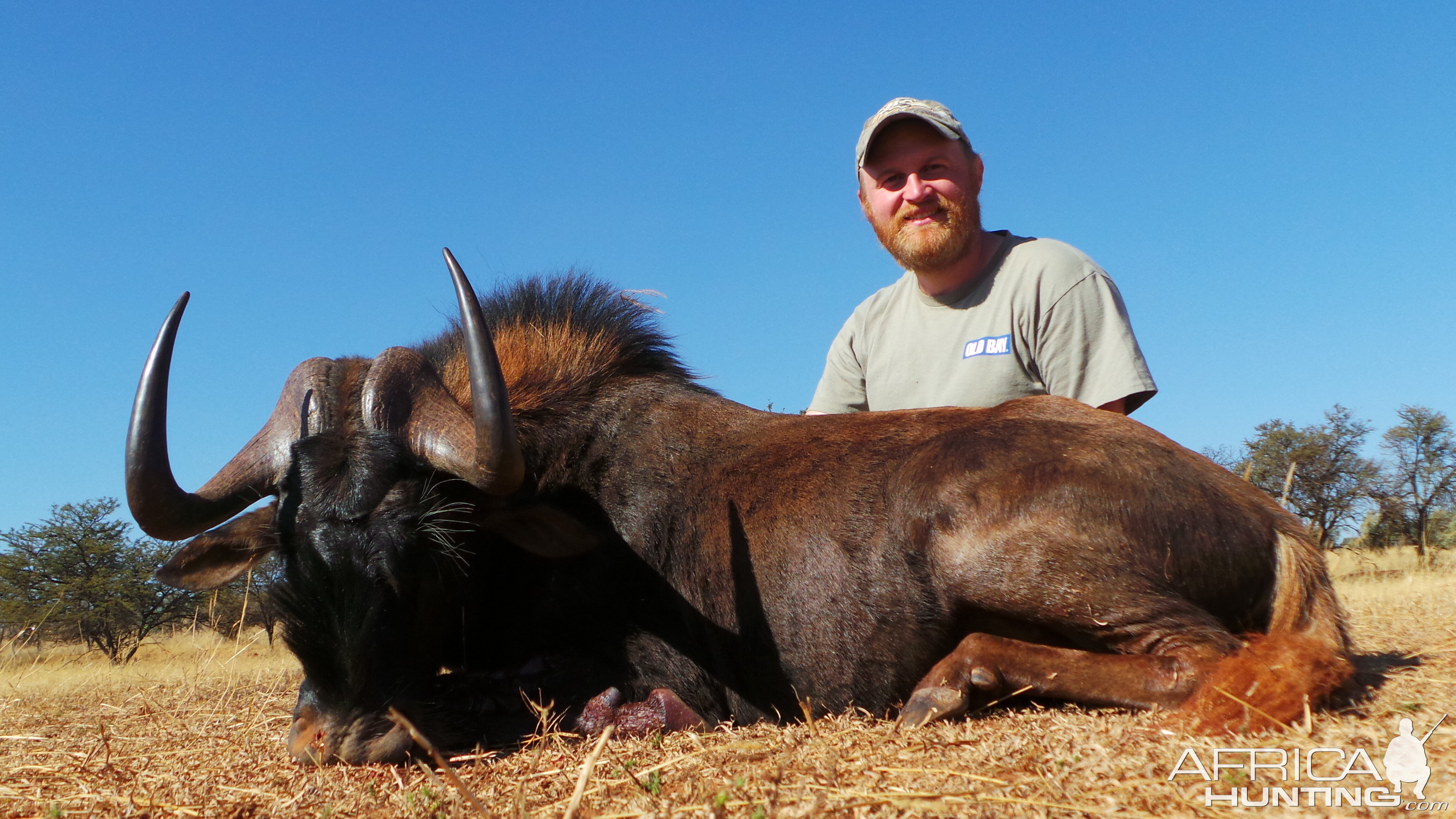 South Africa Hunting Black Wildebeest