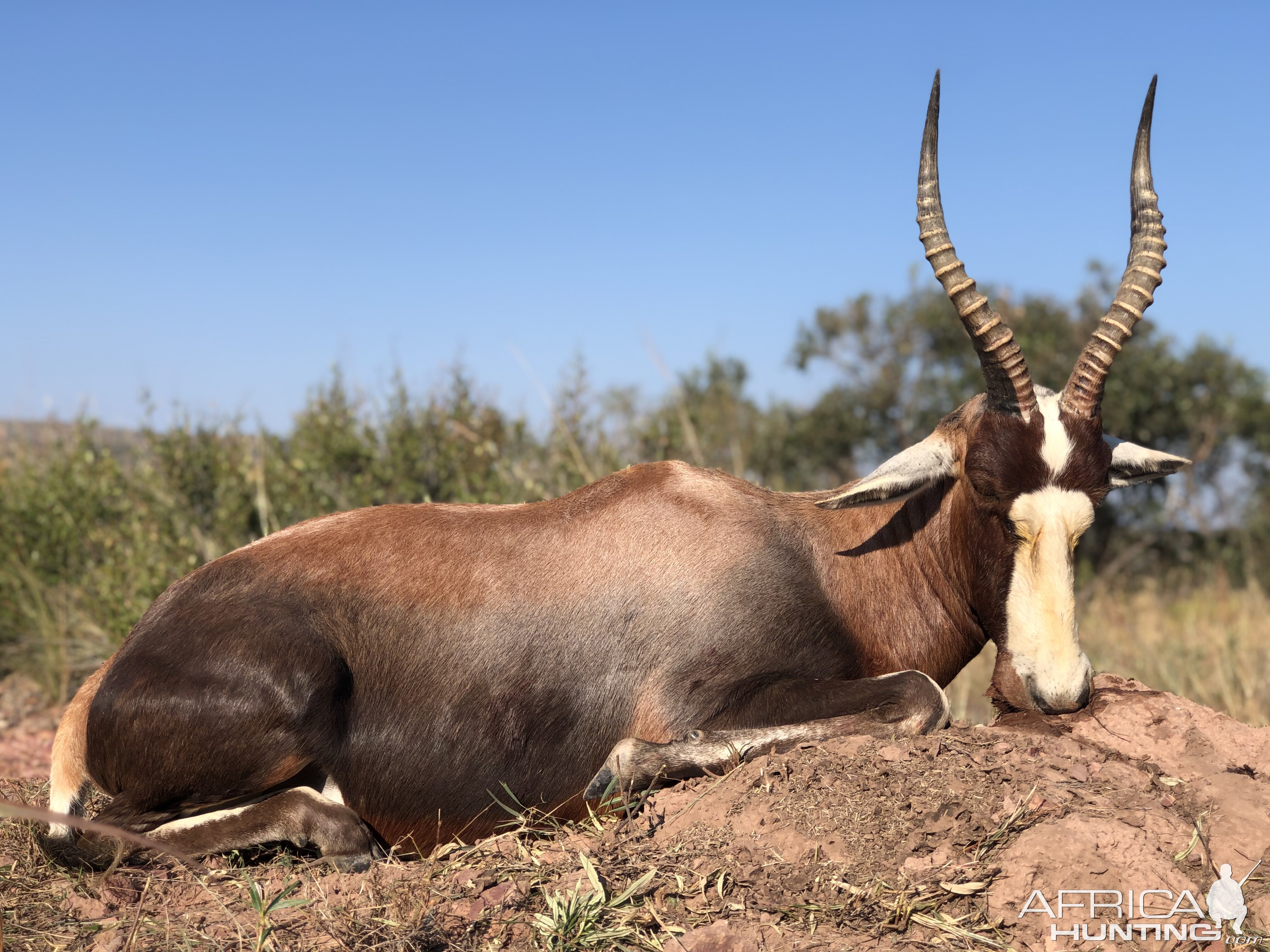 South Africa Hunting Blesbok