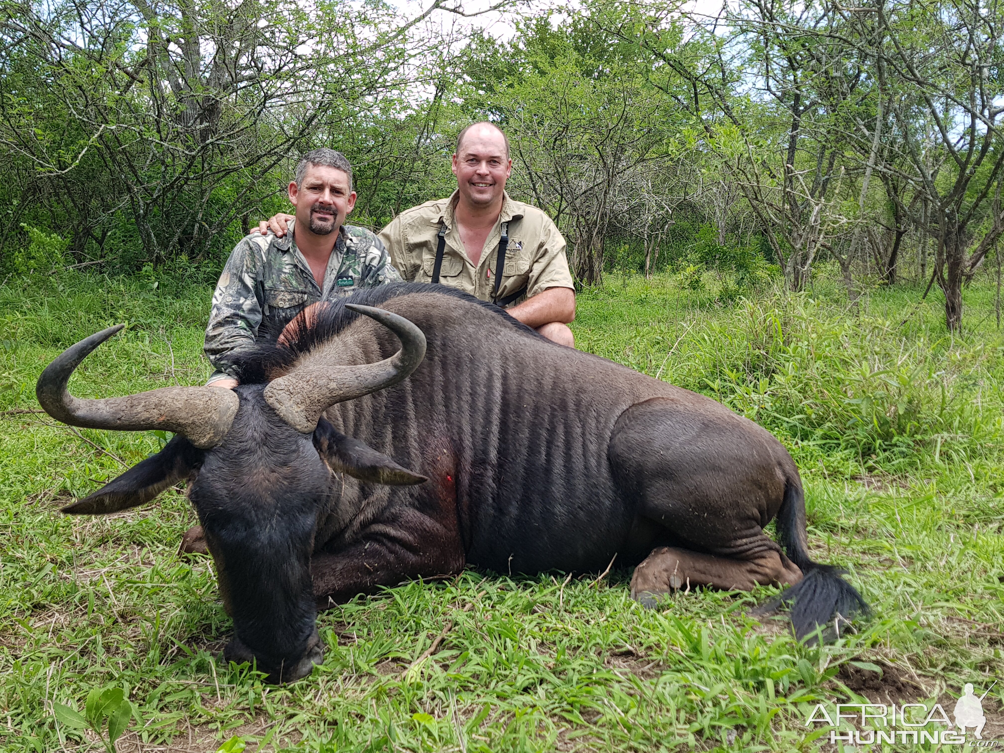 South Africa Hunting Blue Wildebeest