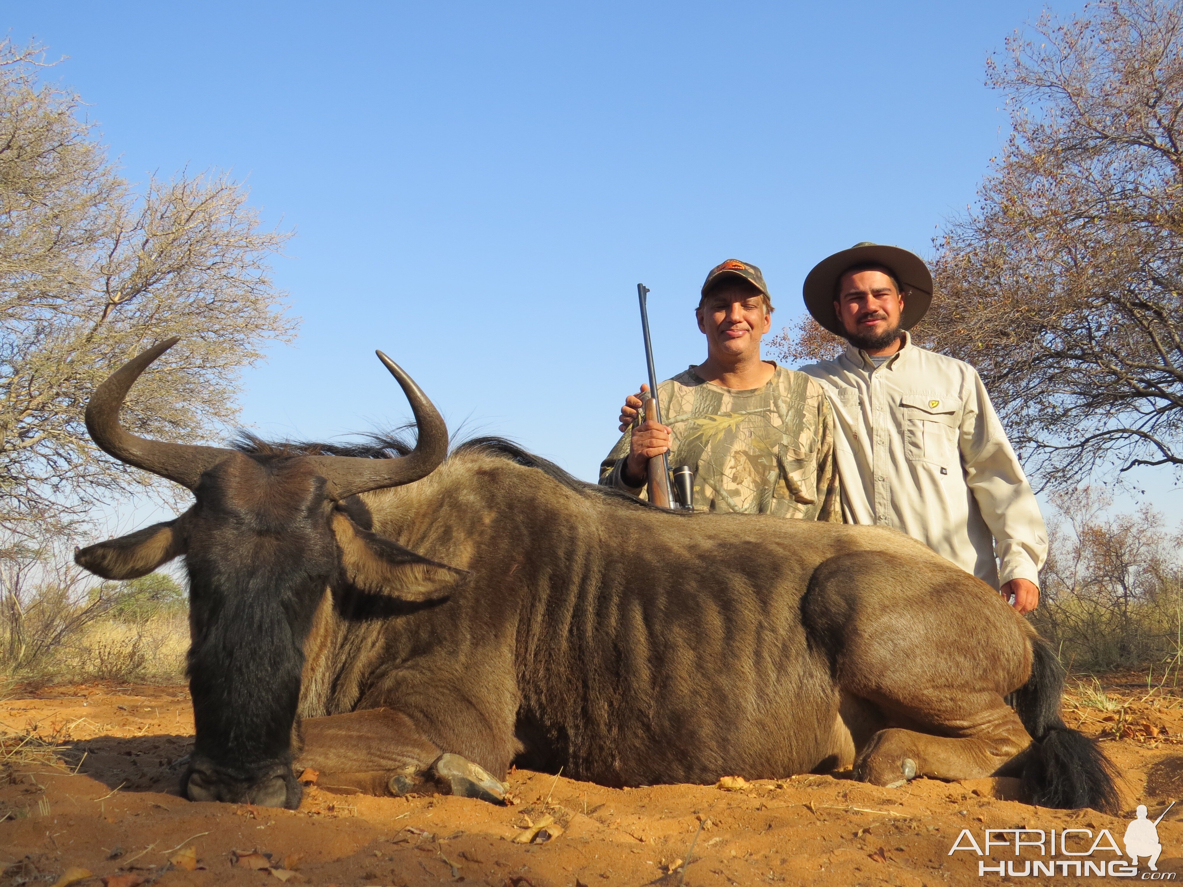 South Africa Hunting Blue Wildebeest