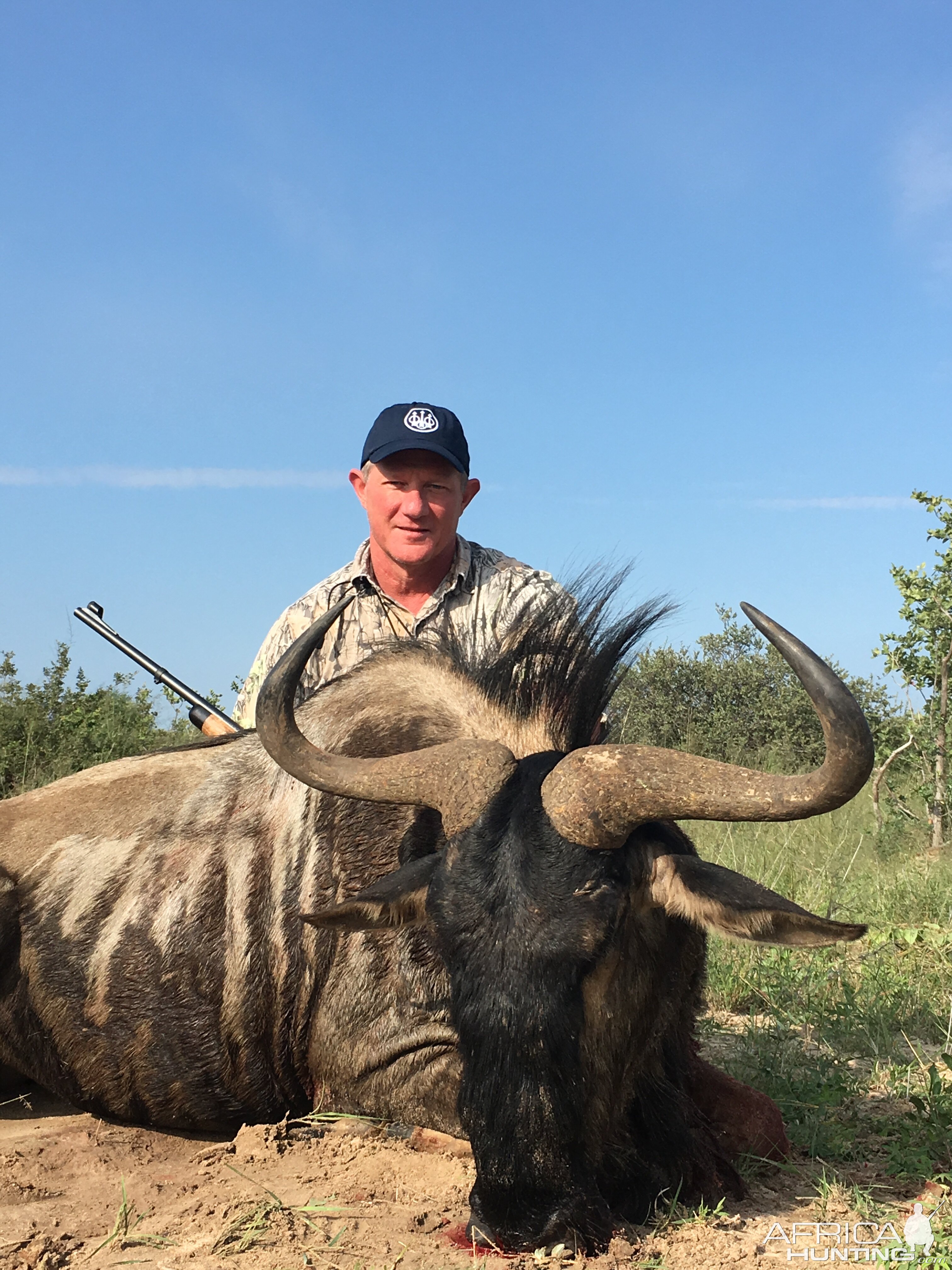 South Africa Hunting Blue Wildebeest