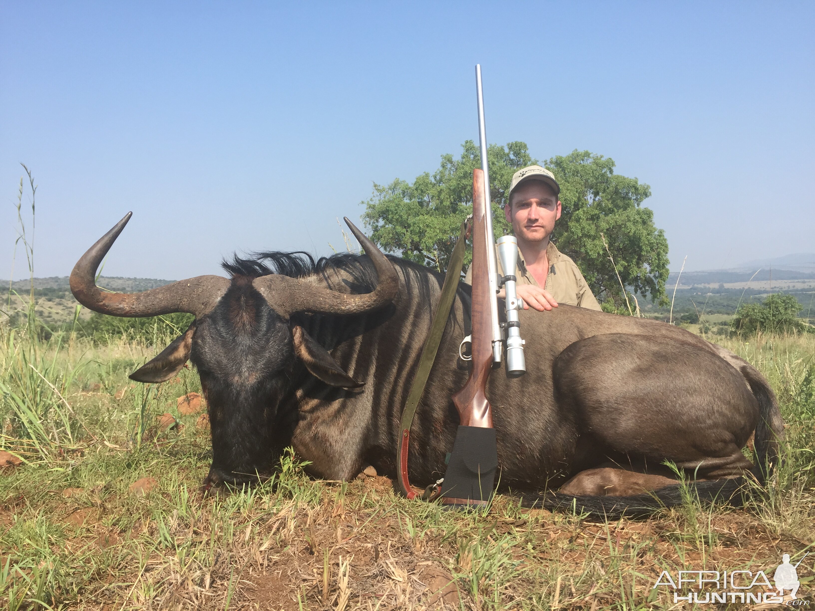 South Africa Hunting Blue Wildebeest