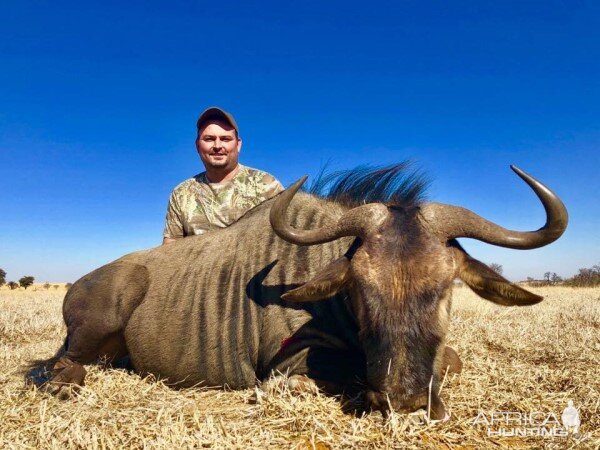 South Africa Hunting Blue Wildebeest