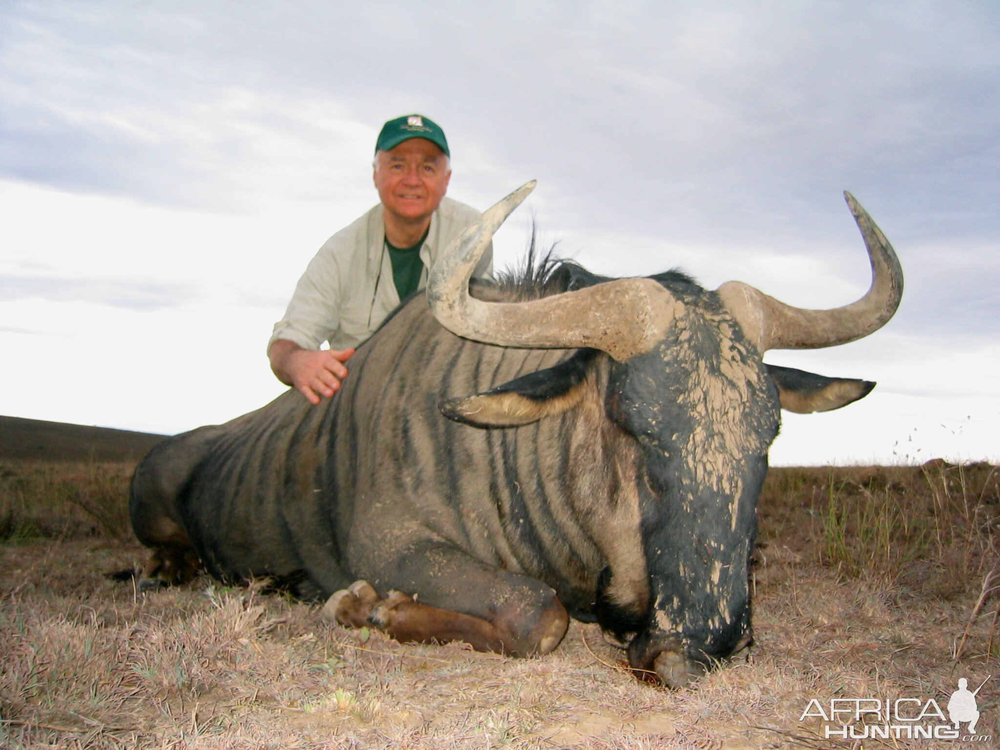 South Africa Hunting Blue Wildebeest