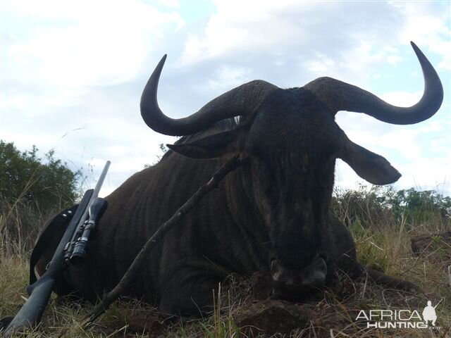 South Africa Hunting Blue Wildebeest