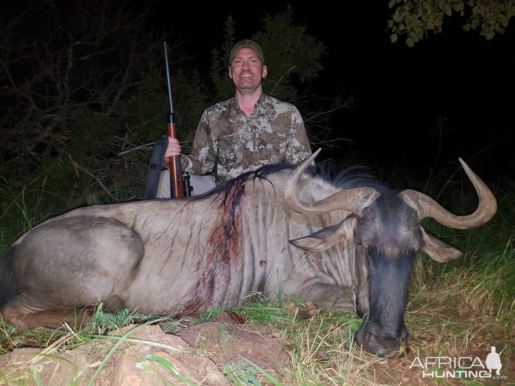 South Africa Hunting Blue Wildebeest