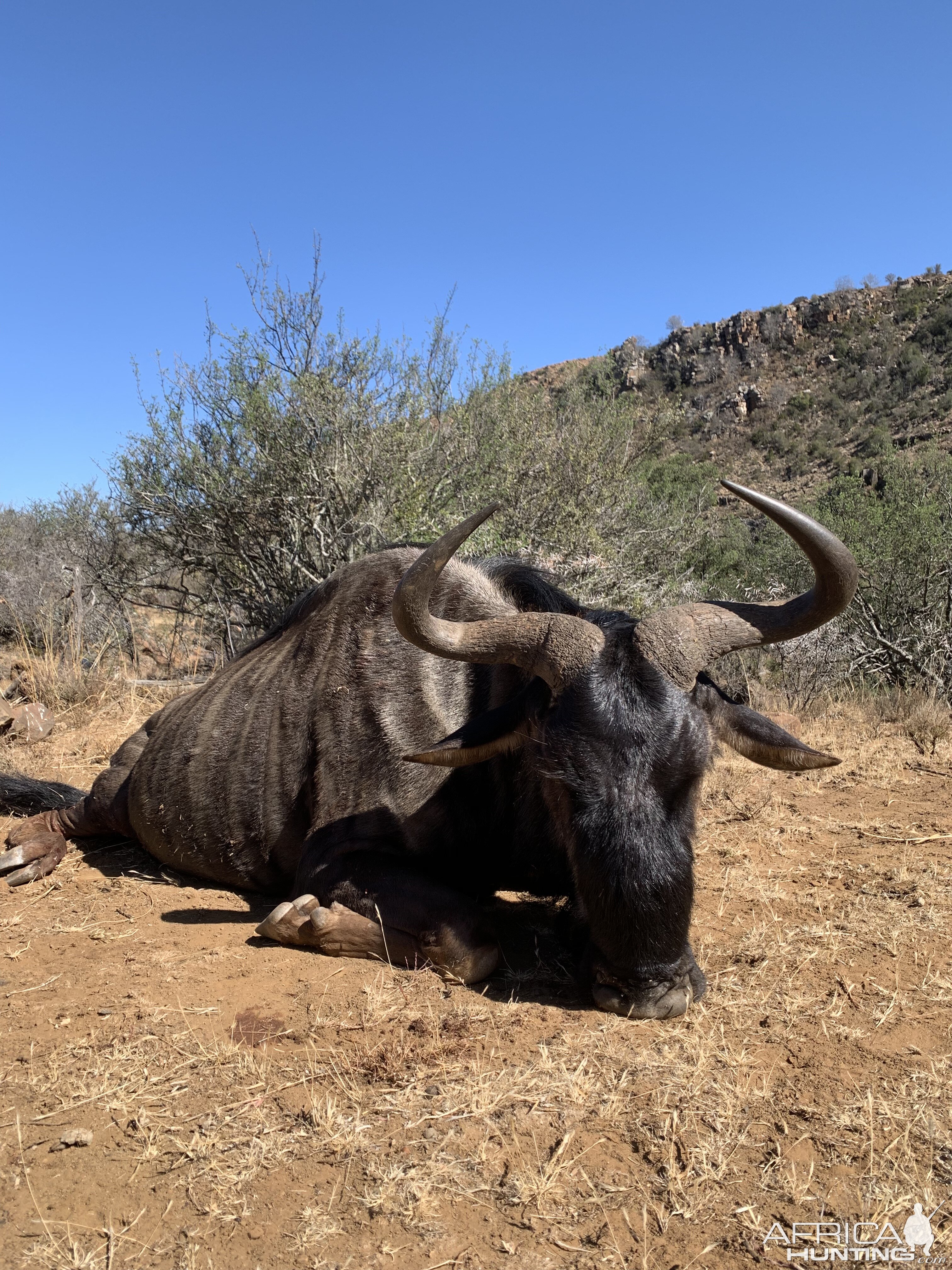 South Africa Hunting Blue Wildebeest