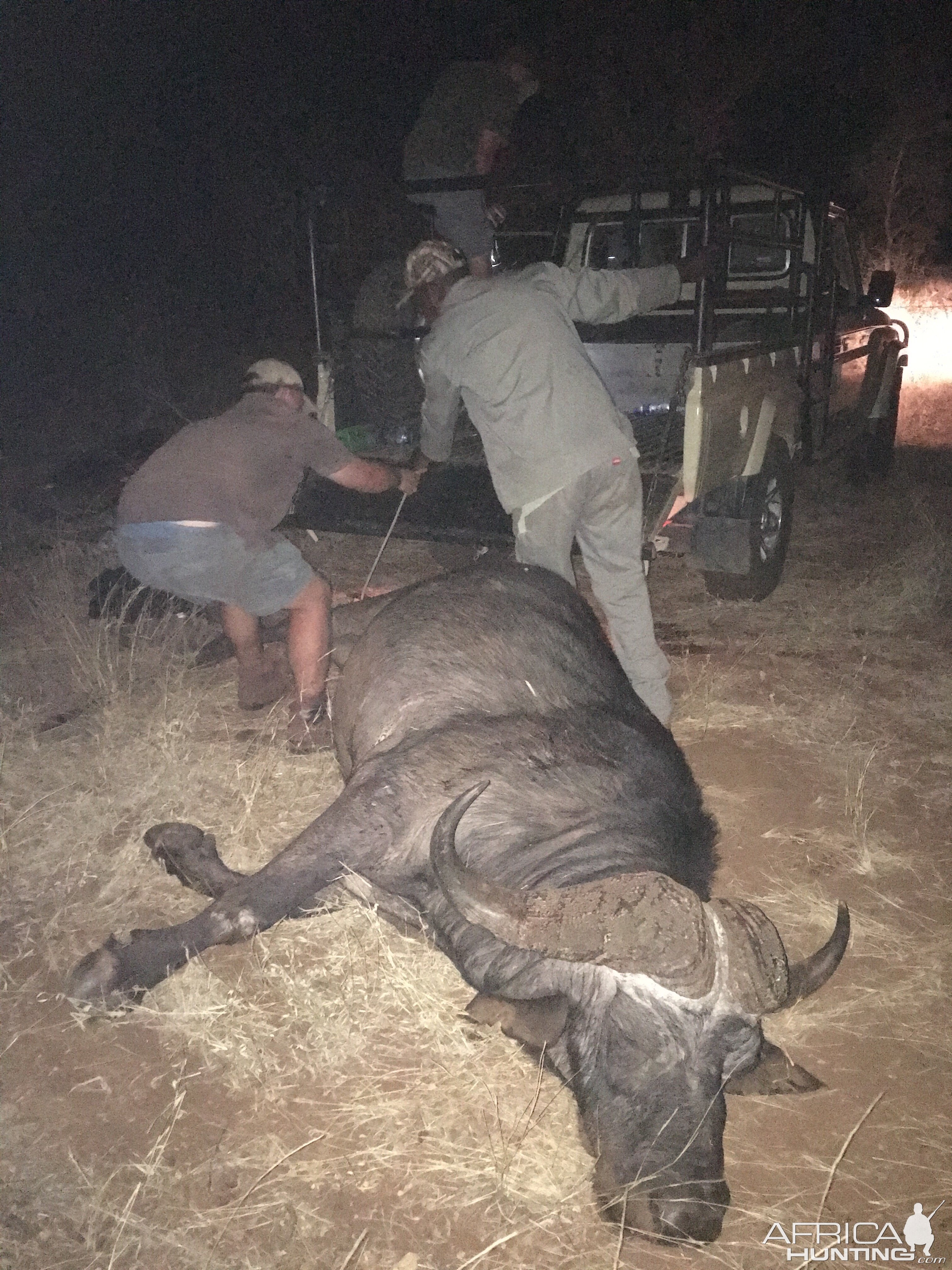 South Africa Hunting Buffalo