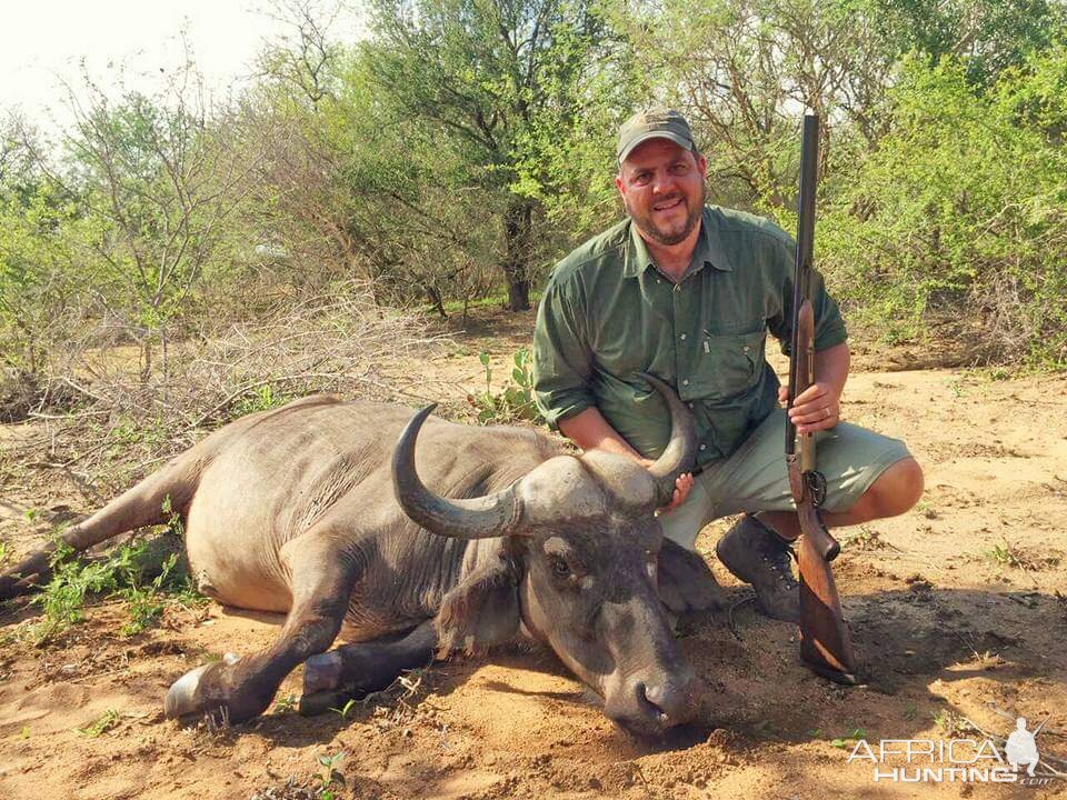 South Africa Hunting Buffalo