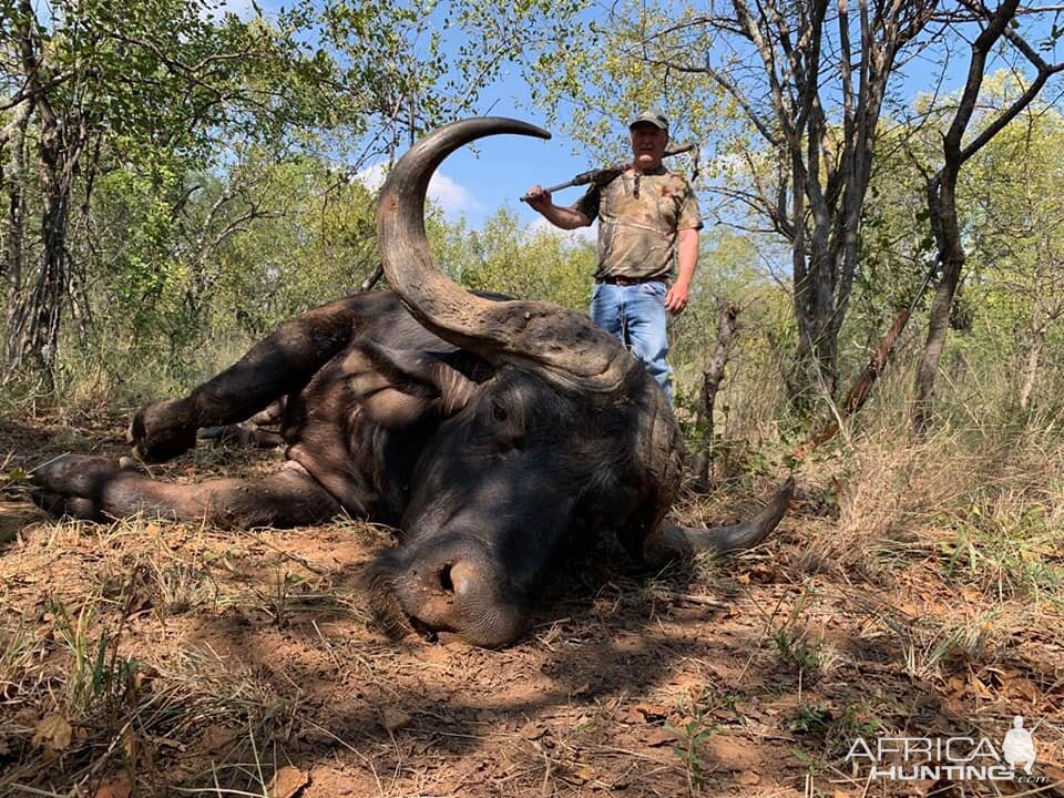 South Africa Hunting Buffalo