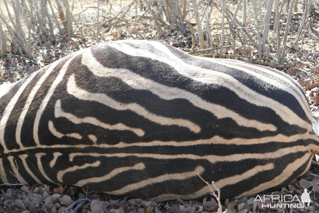 South Africa Hunting Burchell's Plain Zebra