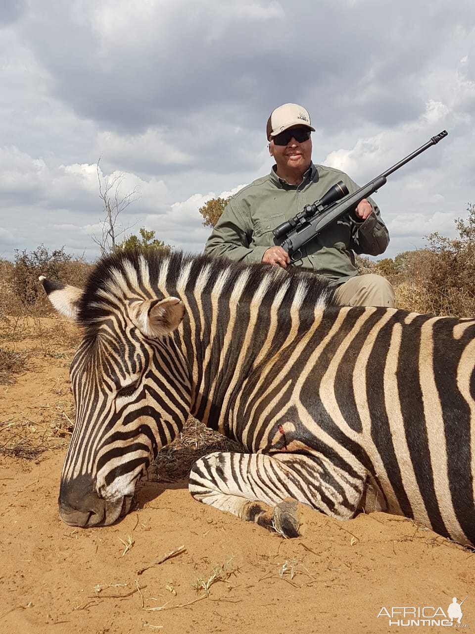 South Africa Hunting Burchell's Plain Zebra