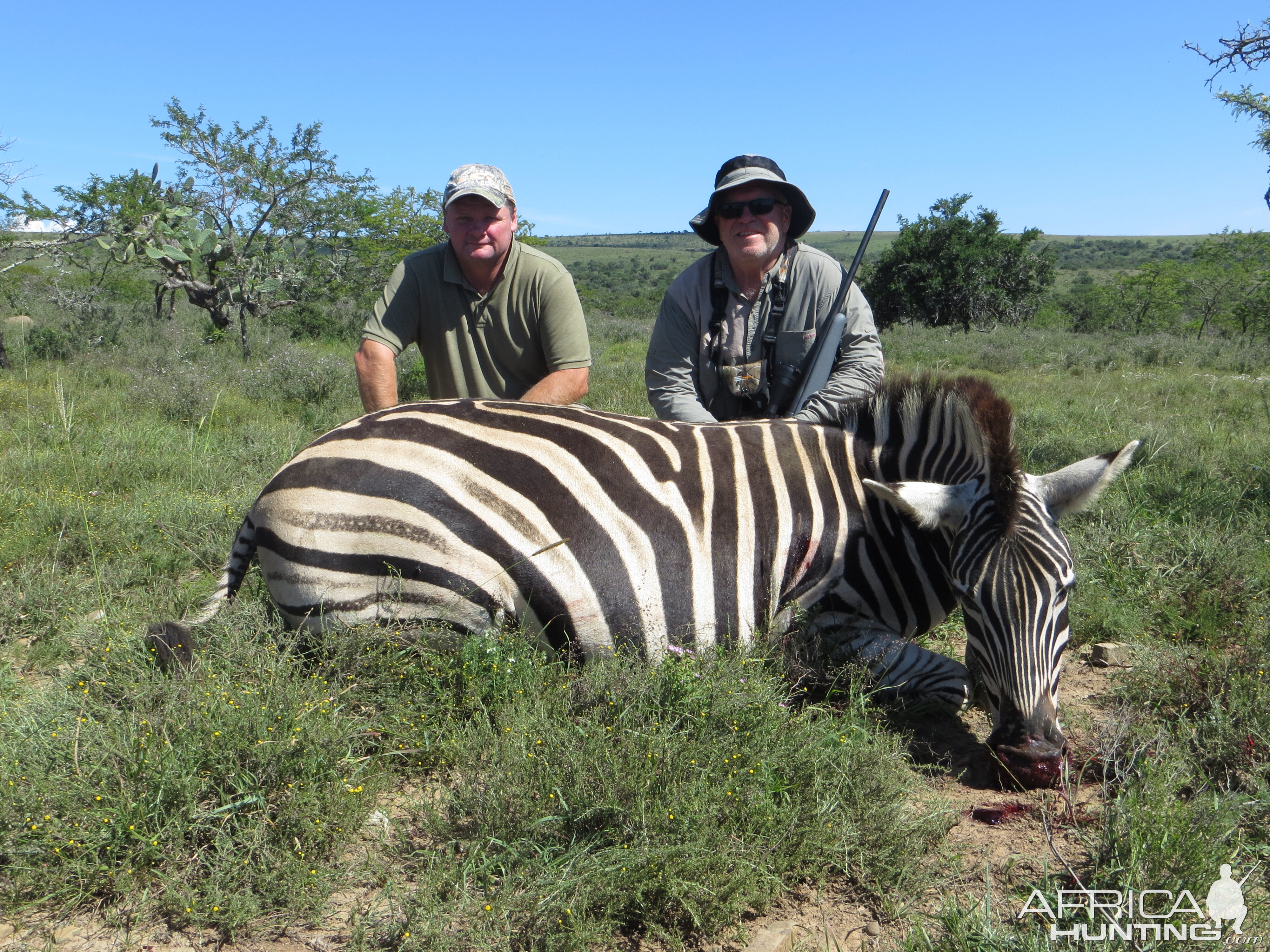 South Africa Hunting Burchell's Plain Zebra