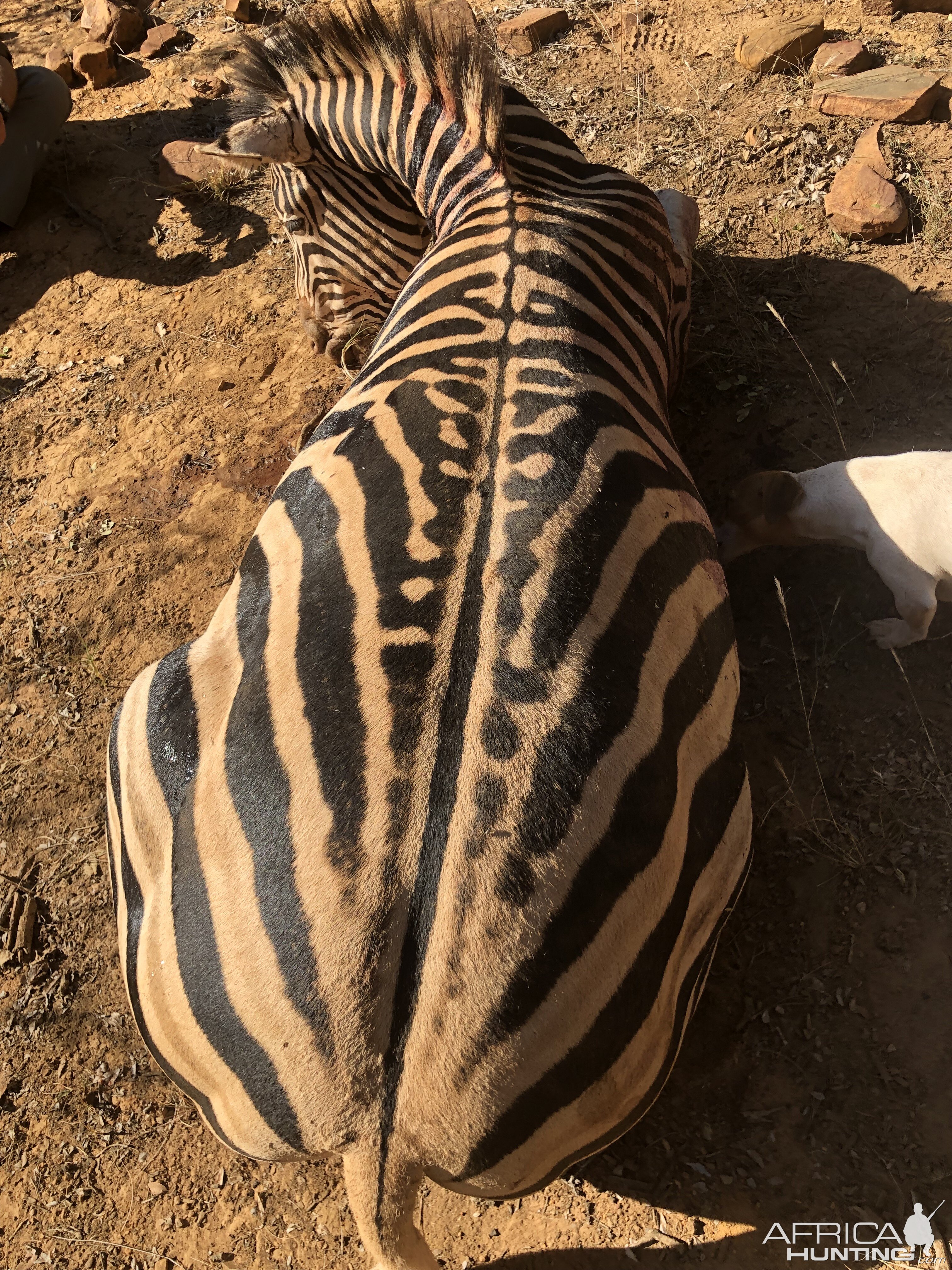 South Africa Hunting Burchell's Plain Zebra