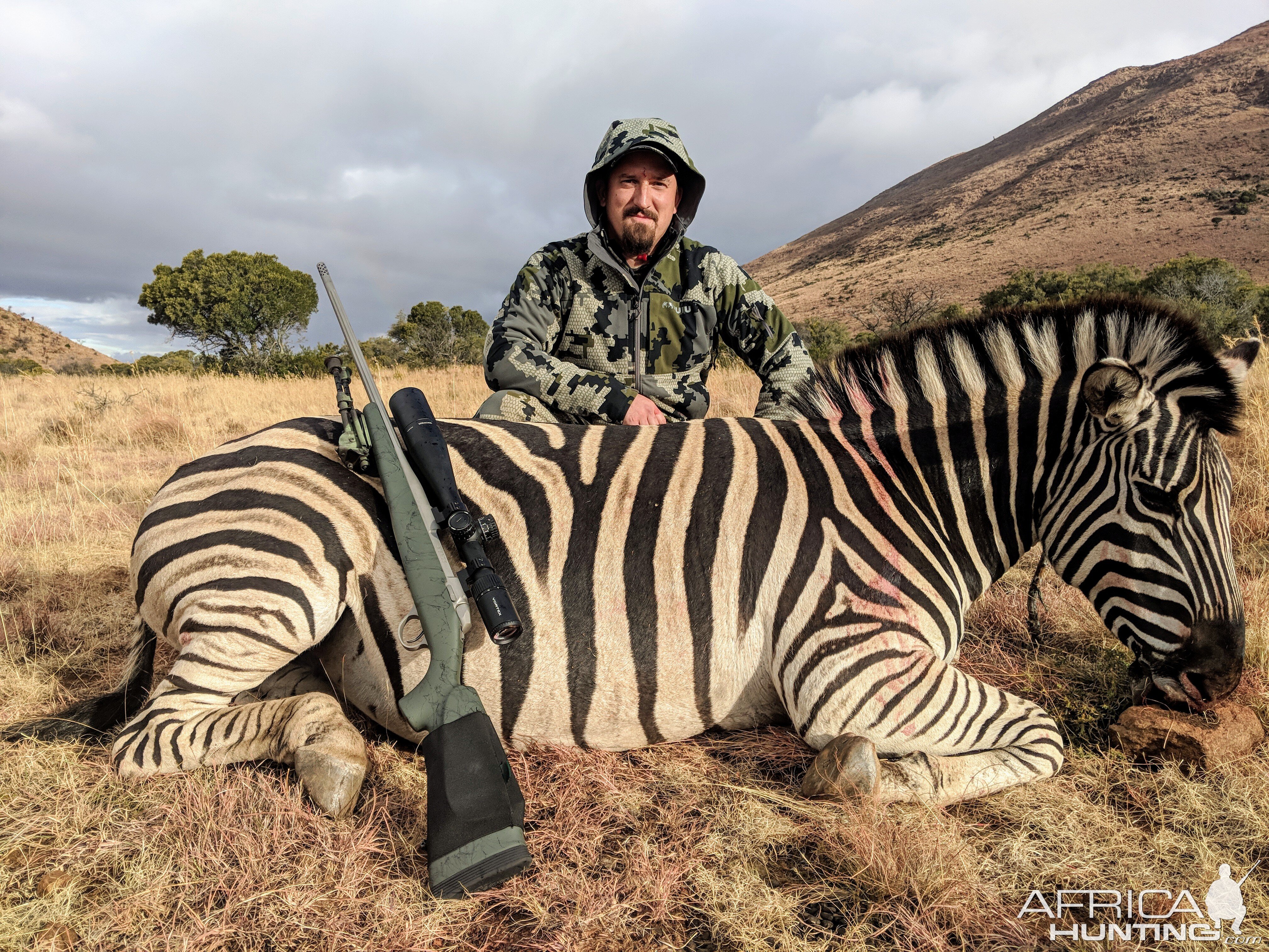 South Africa Hunting Burchell's Plain Zebra