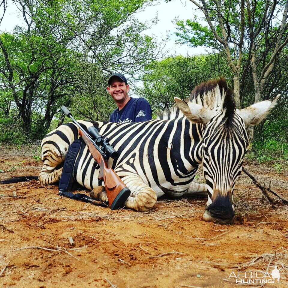 South Africa Hunting Burchell's Plain Zebra