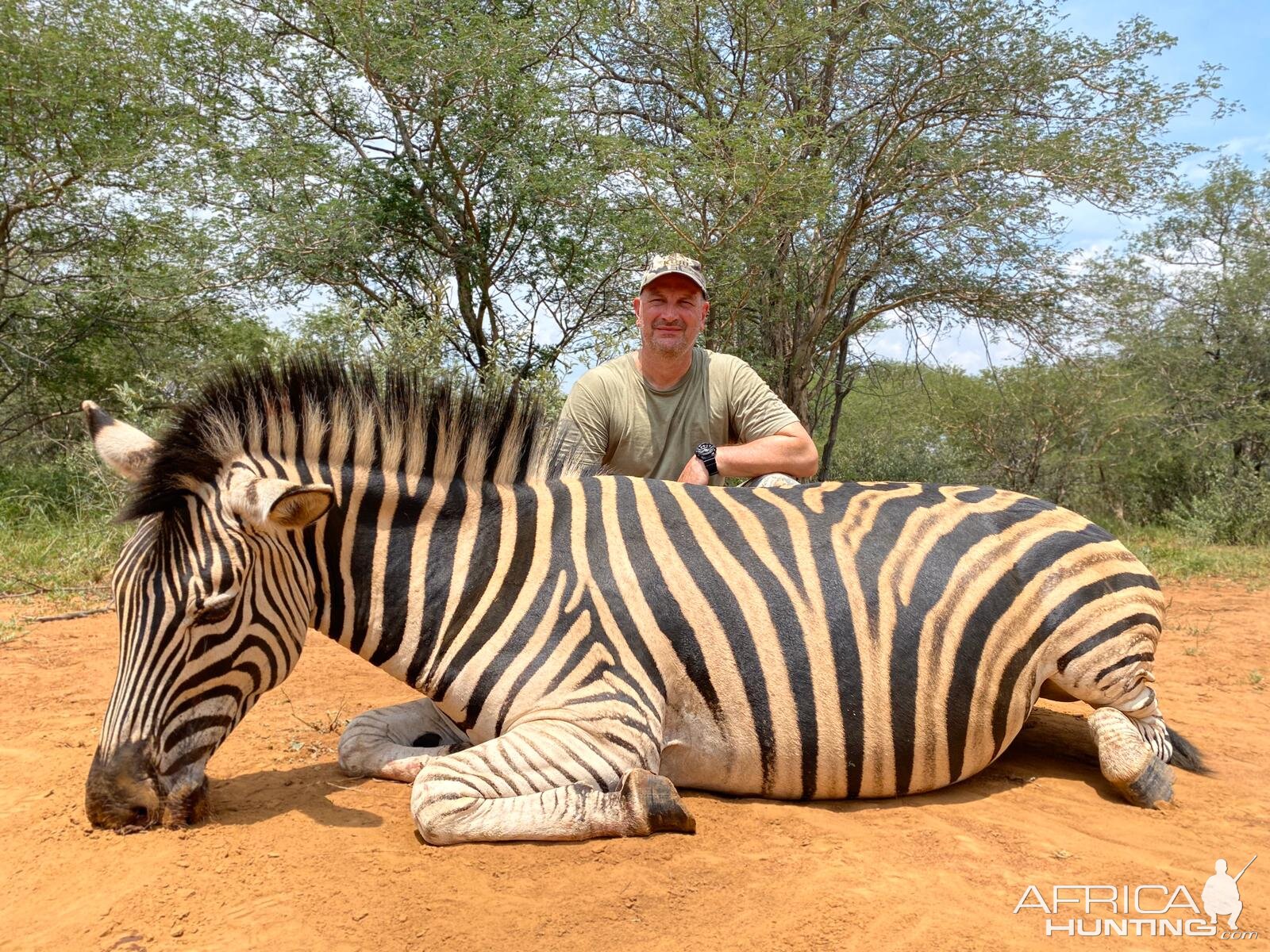 South Africa Hunting Burchell's Plain Zebra