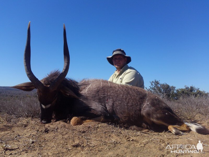 South Africa Hunting Bushbuck