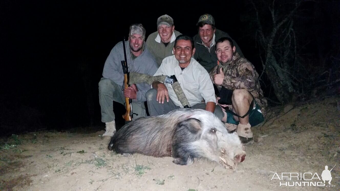 South Africa Hunting Bushpig