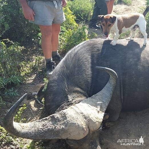 South Africa Hunting Cape Buffalo