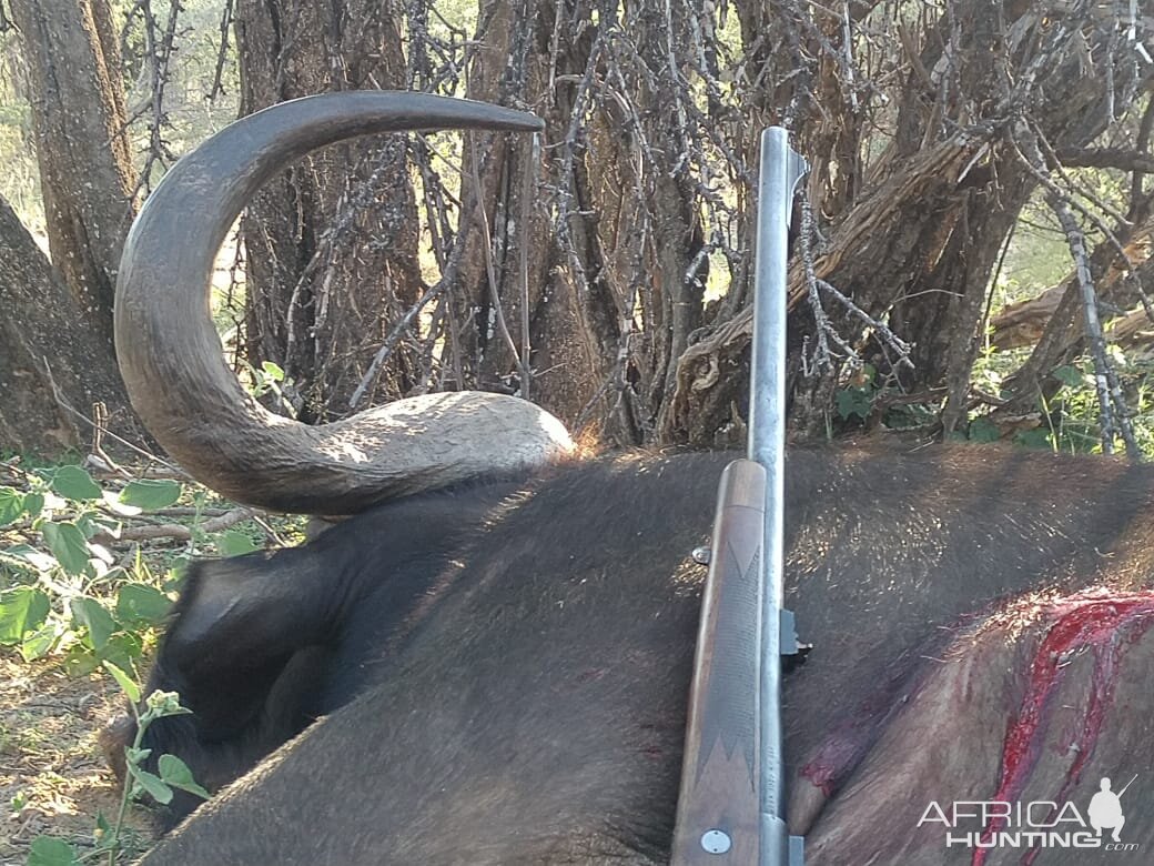 South Africa Hunting Cape Buffalo