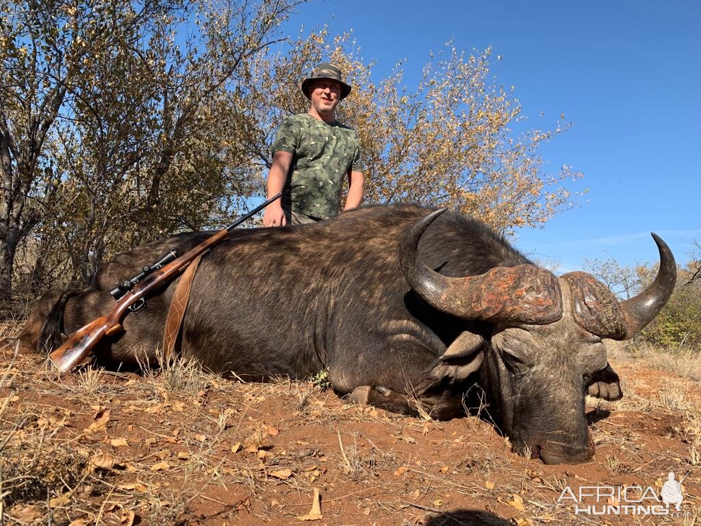 South Africa Hunting Cape Buffalo