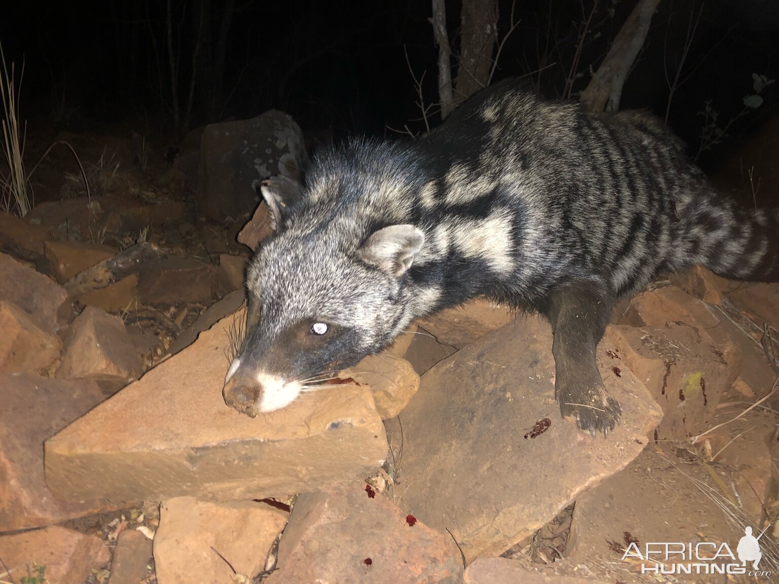 South Africa Hunting Civet Cat