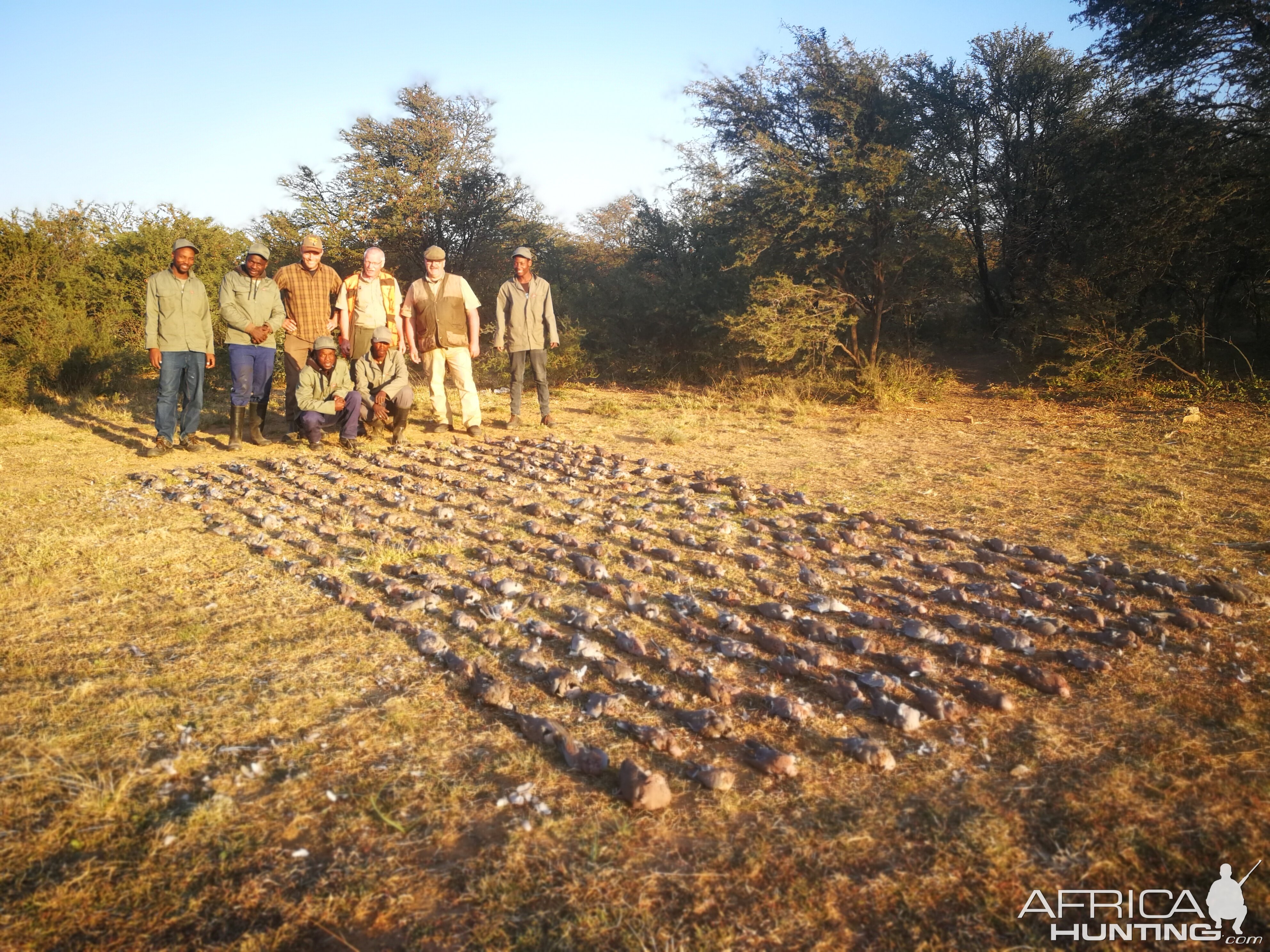 South Africa Hunting Doves & Pigeons