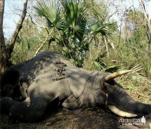 South Africa Hunting Elephant