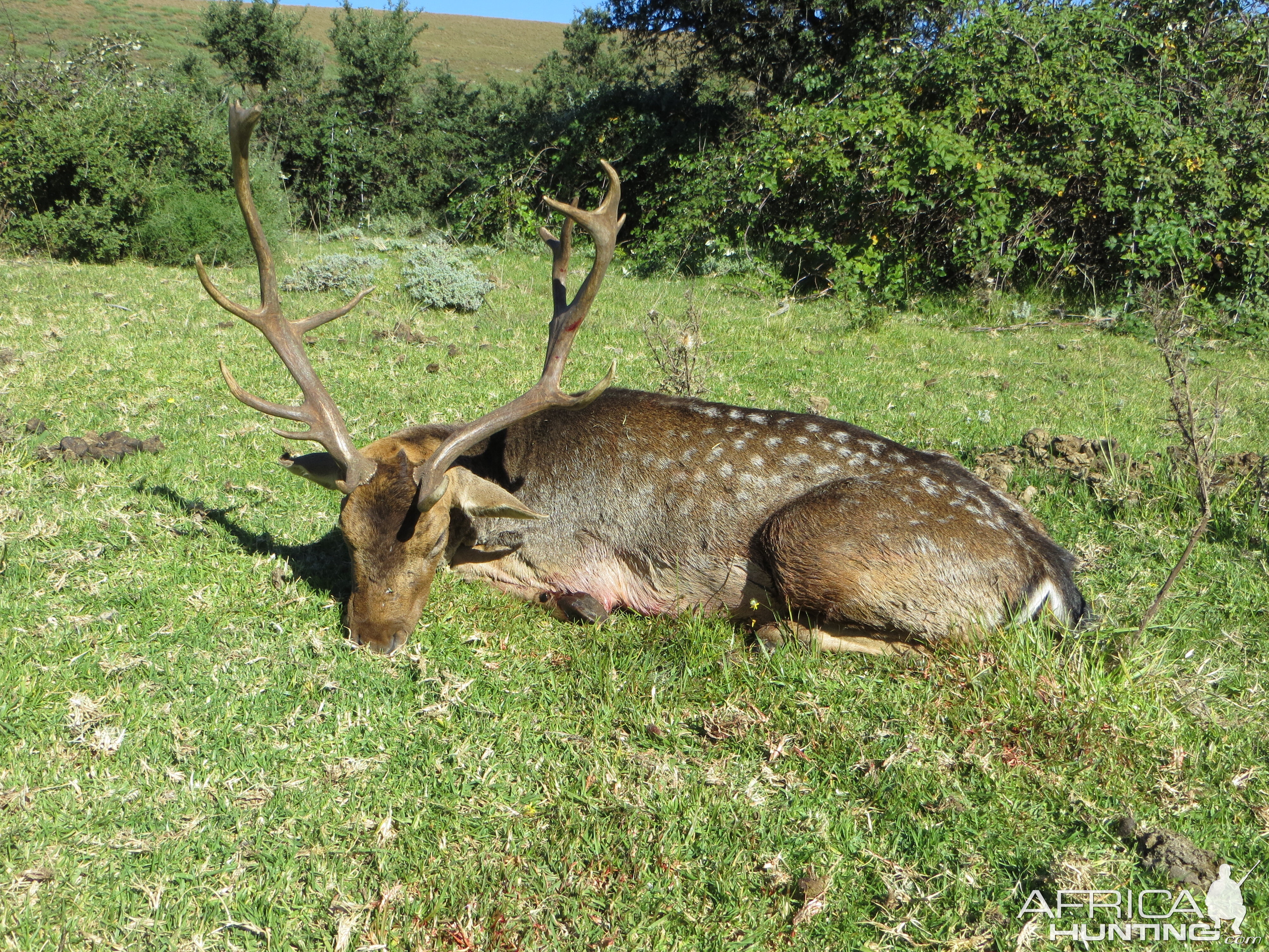 South Africa Hunting Fallow Deer