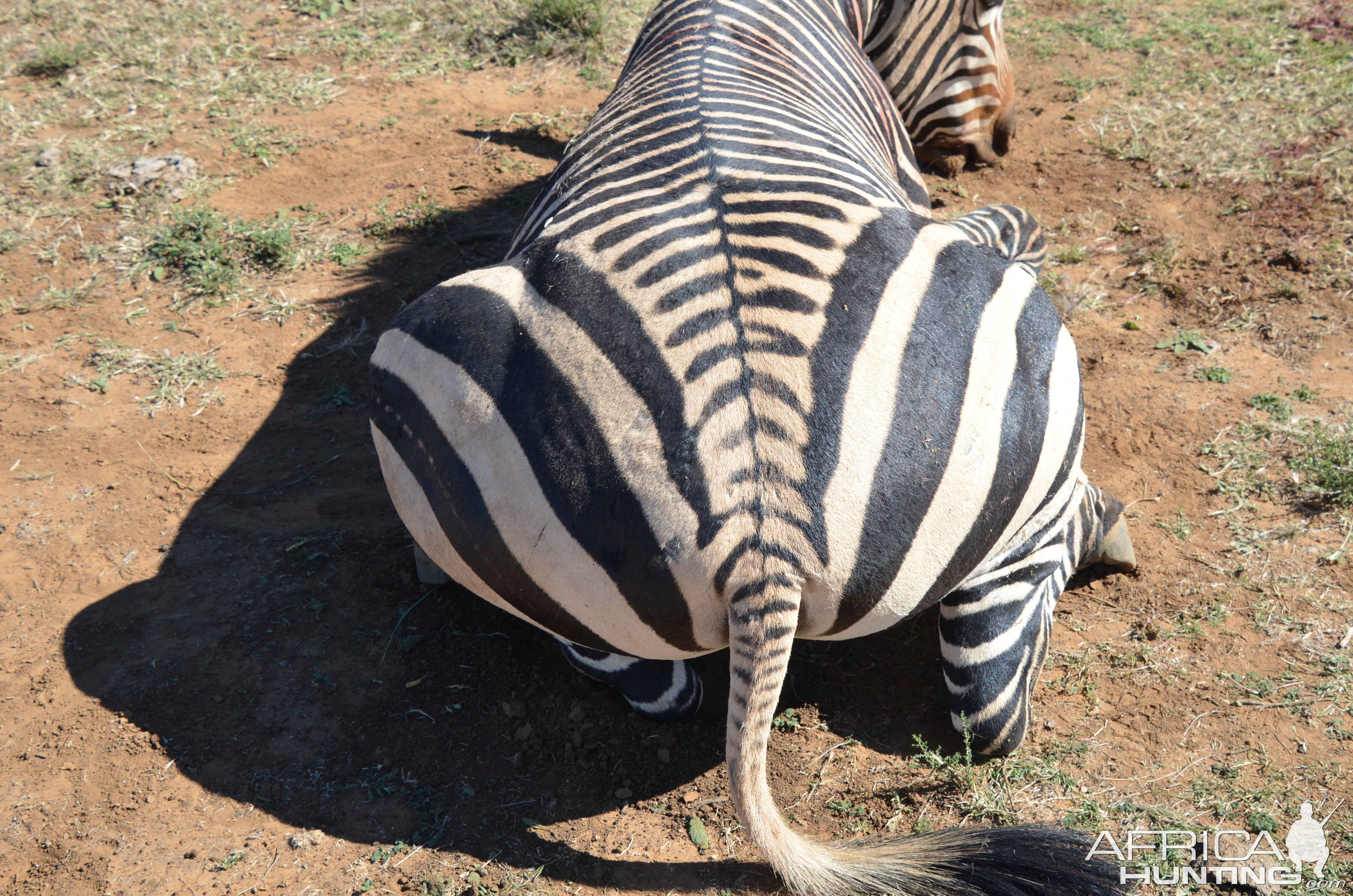 South Africa Hunting Hartmann's Mountain Zebra