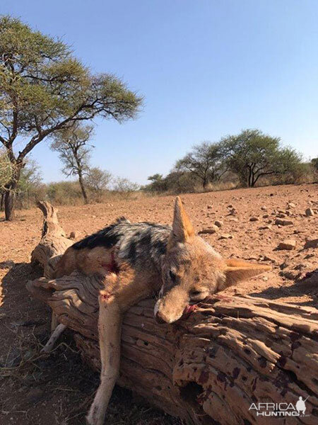 South Africa Hunting Jackal