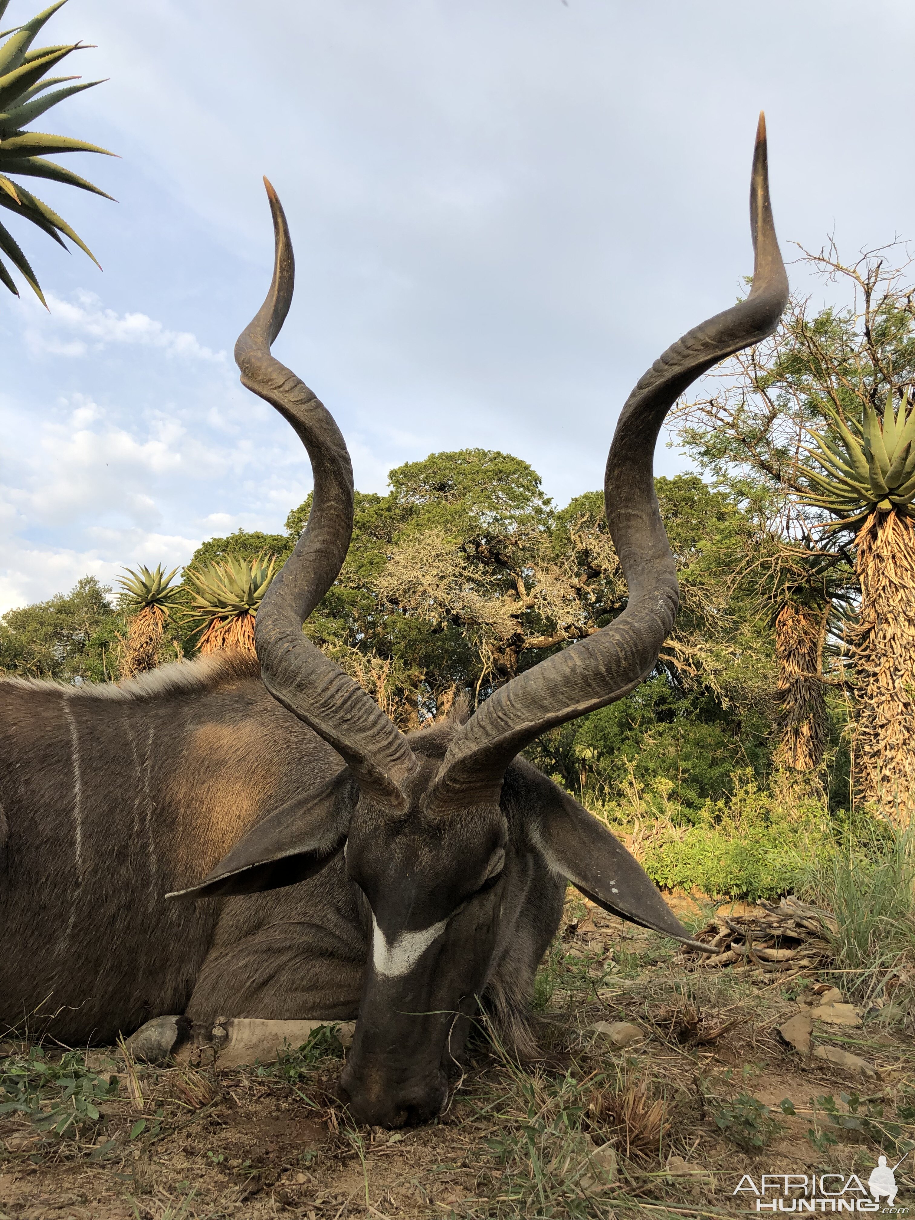 South Africa Hunting Kudu