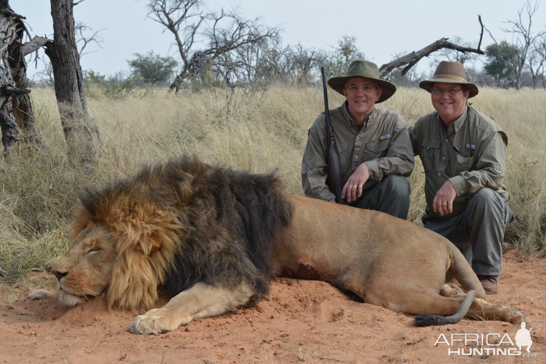 South Africa Hunting Lion