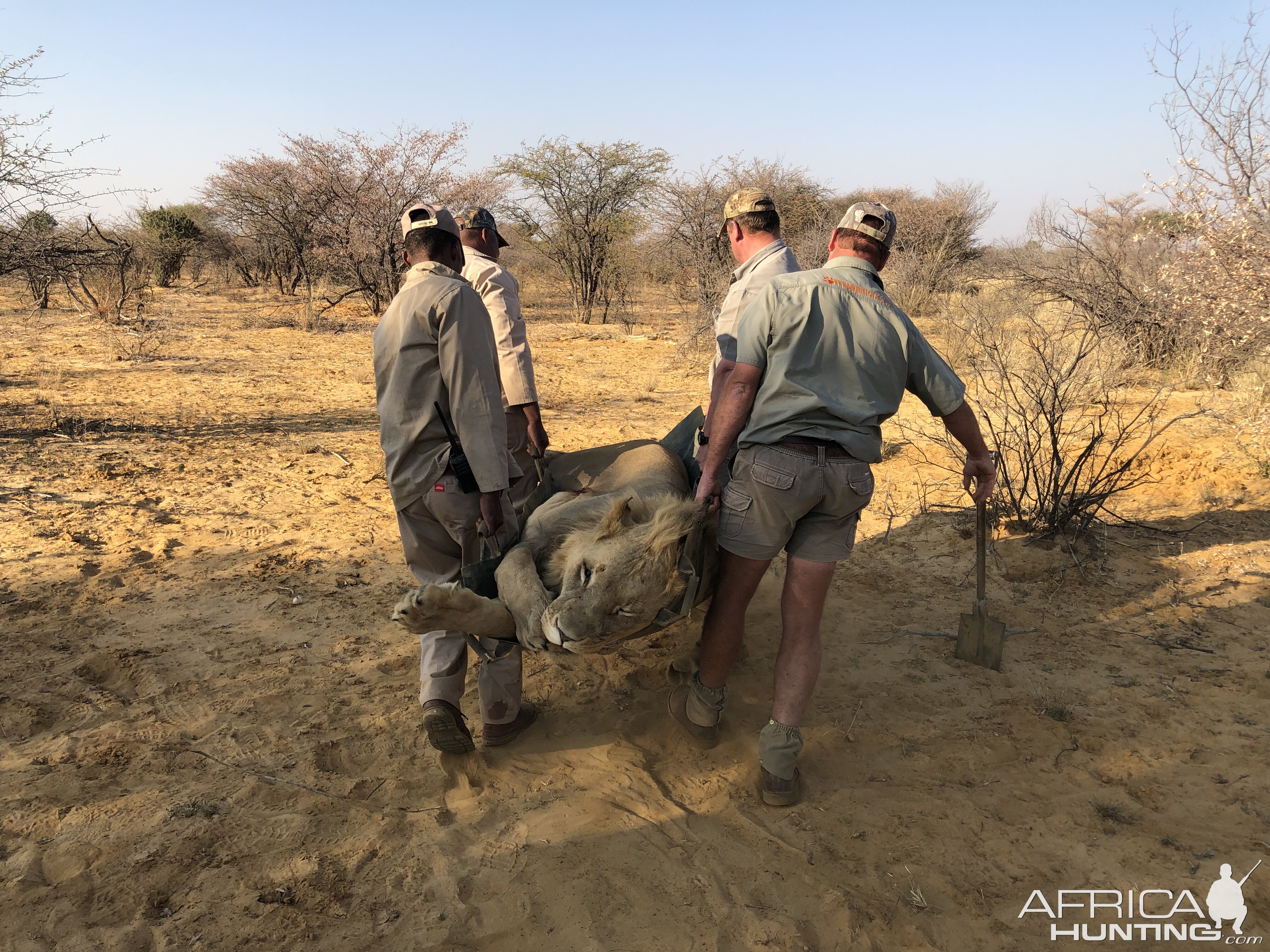 South Africa Hunting Lion