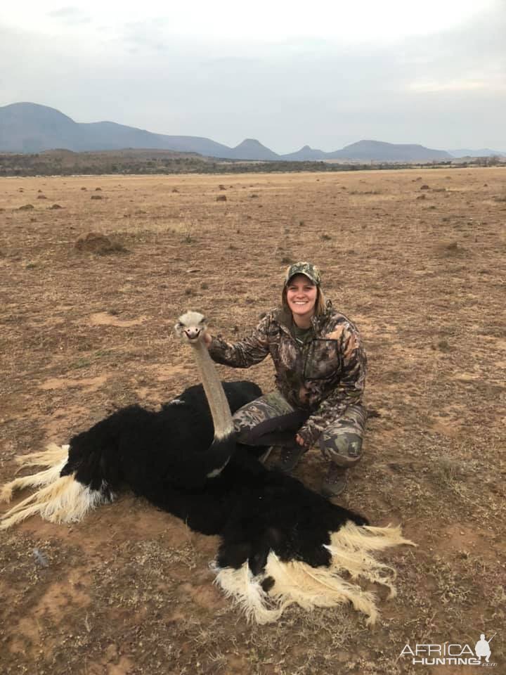 South Africa Hunting Ostrich