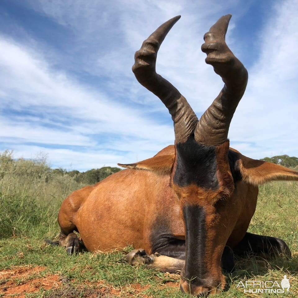 South Africa Hunting Red Hartebeest