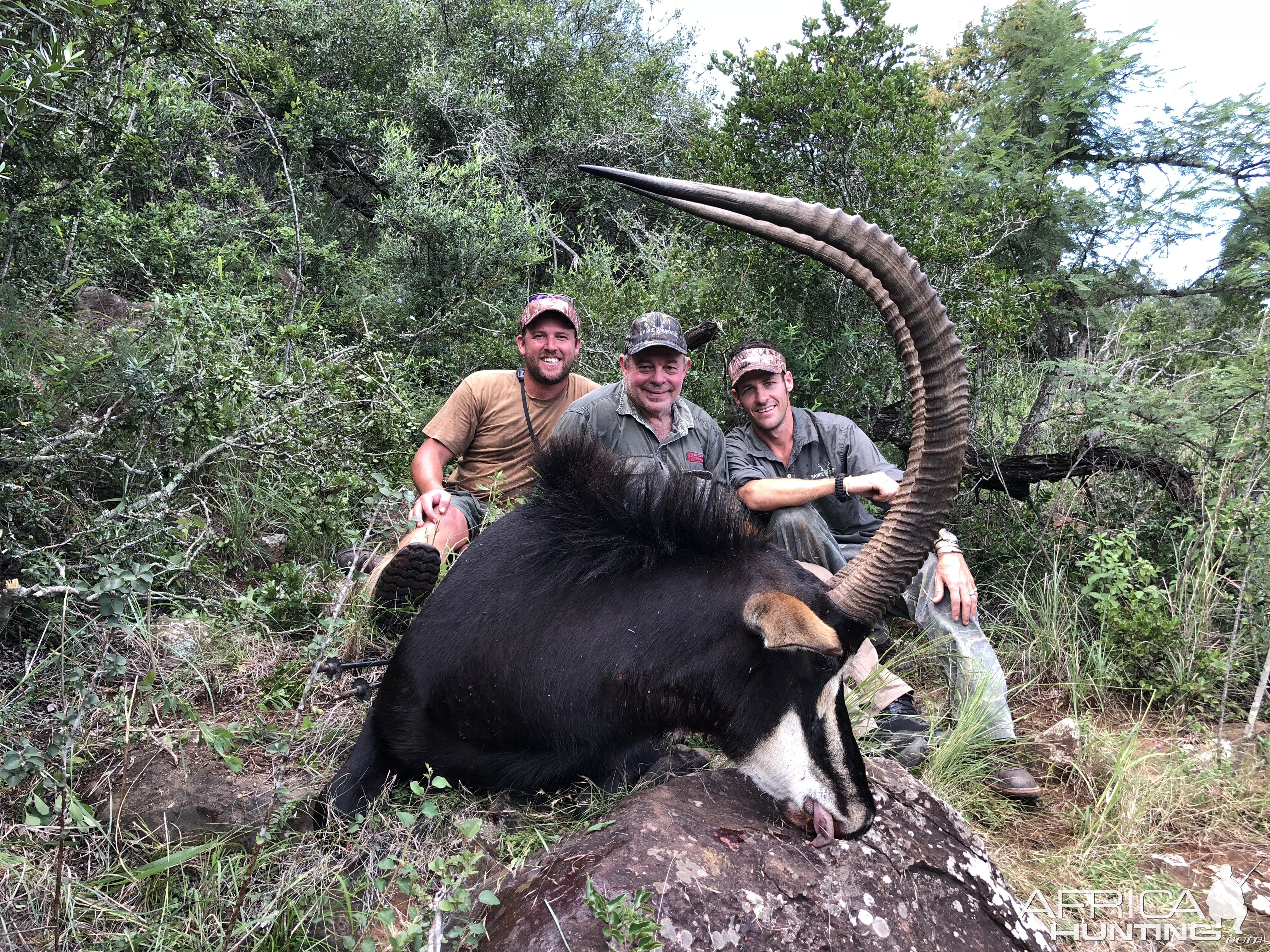 South Africa Hunting Sable