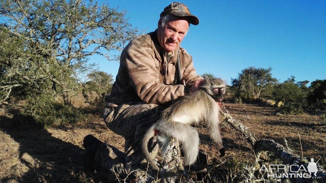 South Africa Hunting Vervet Monkey