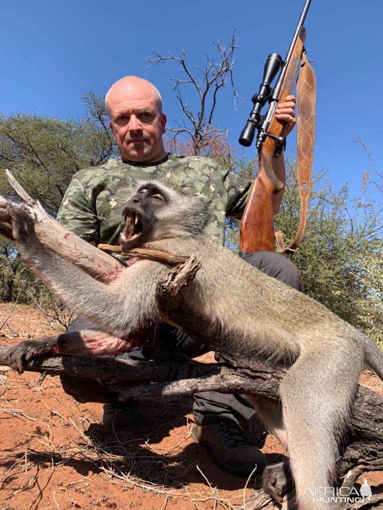 South Africa Hunting Vervet Monkey