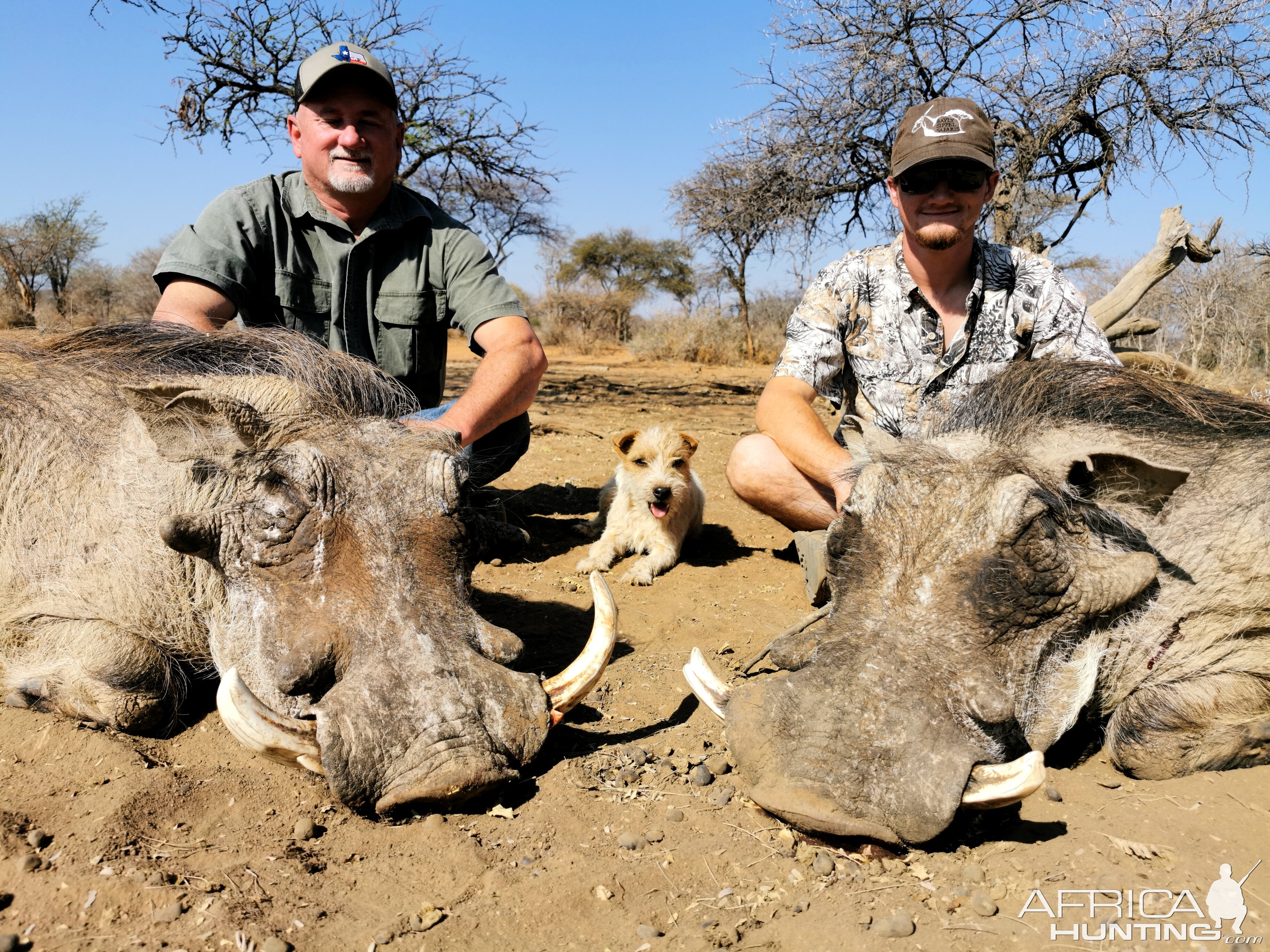 South Africa Hunting Warthog