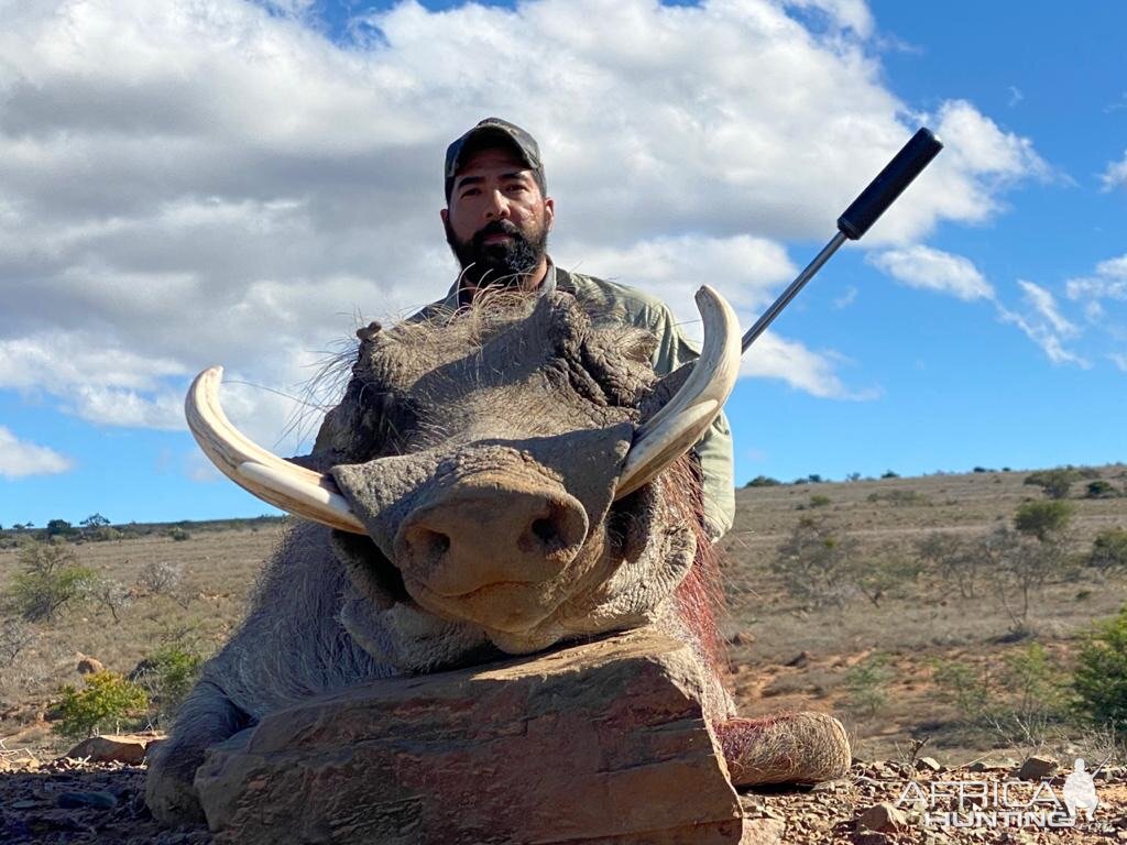 South Africa Hunting Warthog