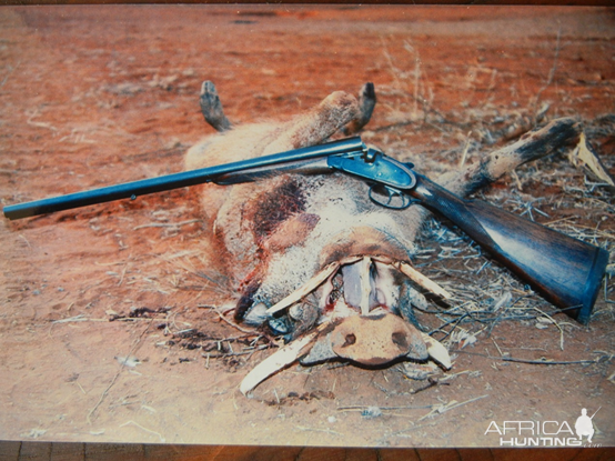 South Africa Hunting Warthog