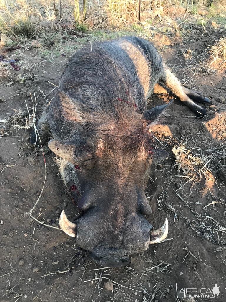 South Africa Hunting Warthog