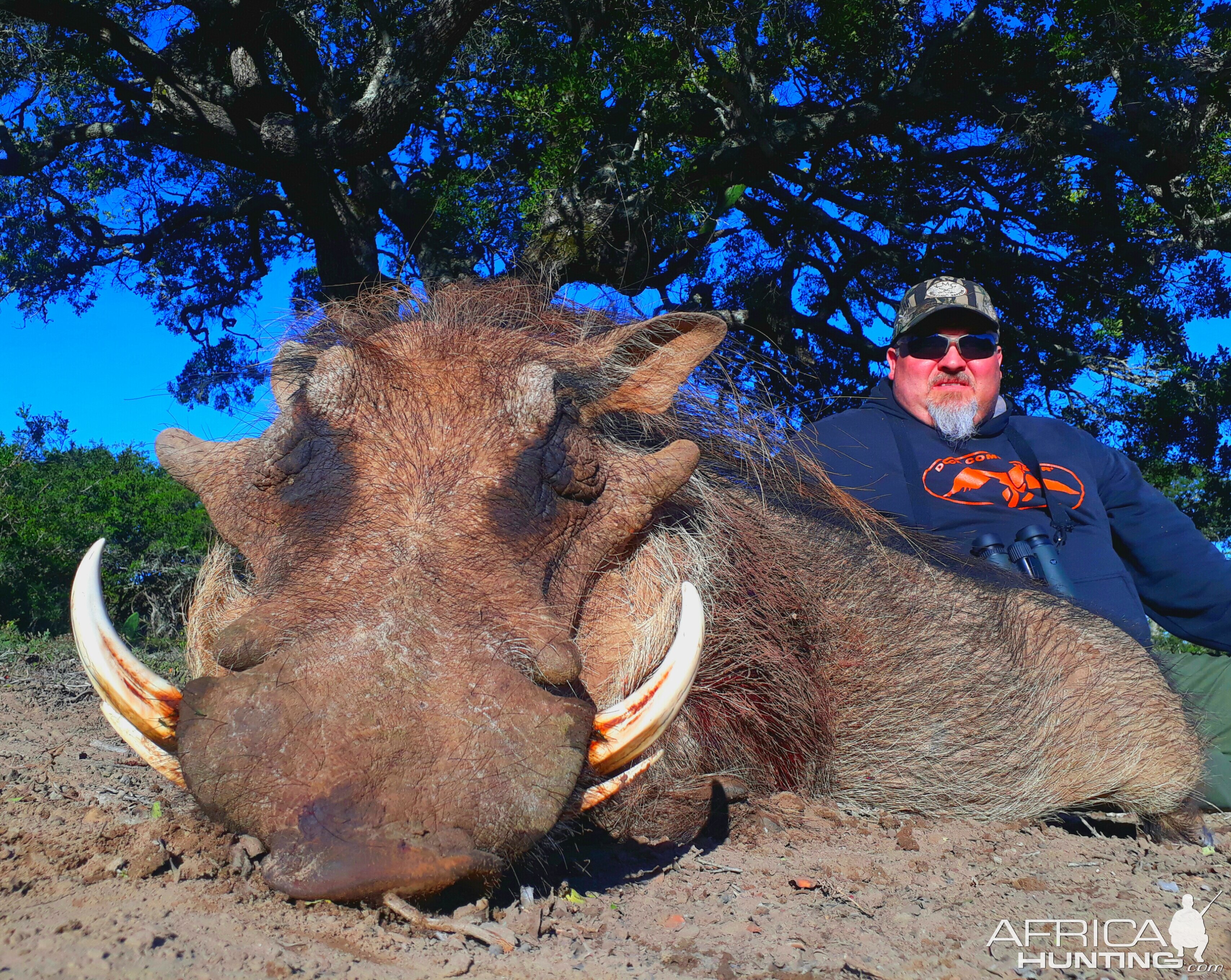 South Africa Hunting Warthog